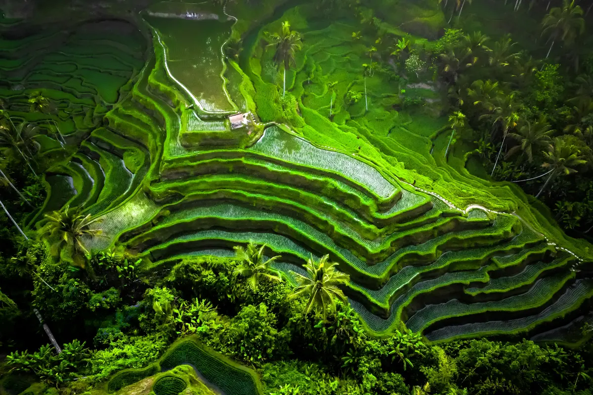 Air dan Kearifan Sistem Subak